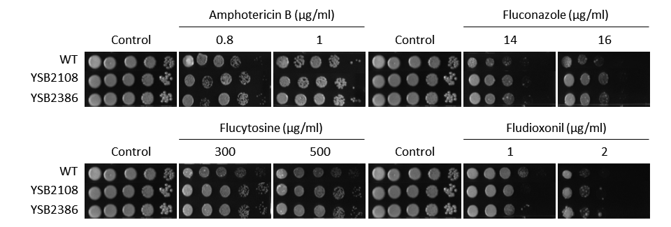 Antifungal drug susceptibility for CNAG_05940T0