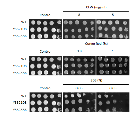 Cell wall stress phenotype for CNAG_05940T0