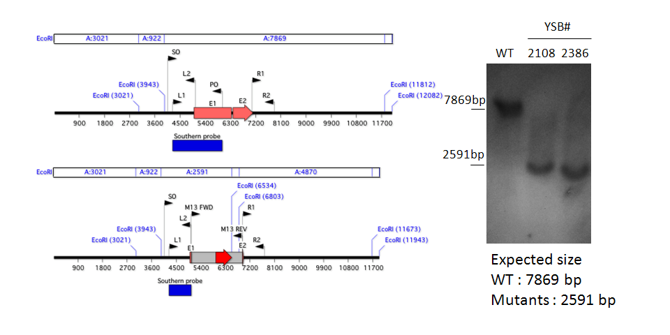 Gene disruption strategy for CNAG_05940T0