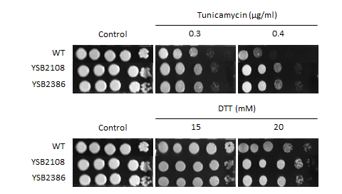 ER stress phenotype for CNAG_05940T0
