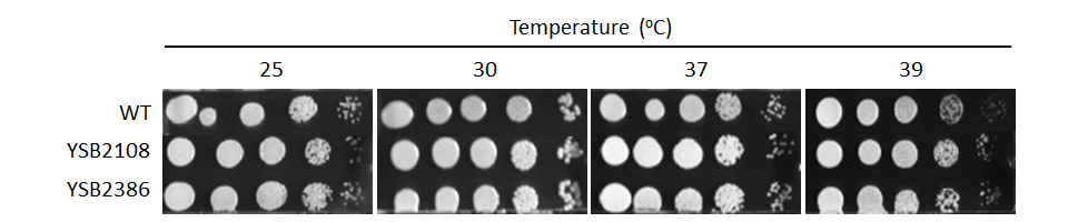 Growth phenotype for CNAG_05940T0