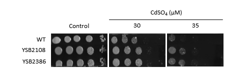 Heavy metal stress phenotype for CNAG_05940T0