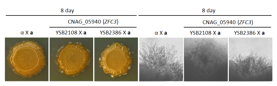 Mating phenotype for CNAG_05940T0