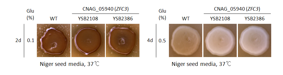 Melanin phenotype for CNAG_05940T0