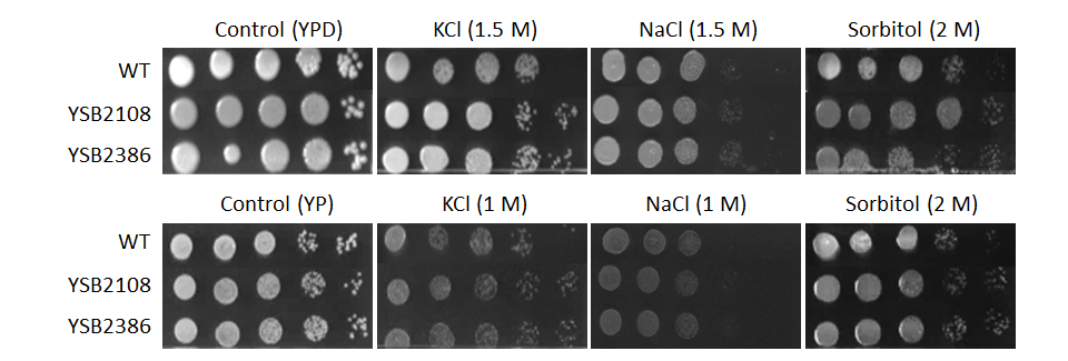 Osmotic stress phenotype for CNAG_05940T0