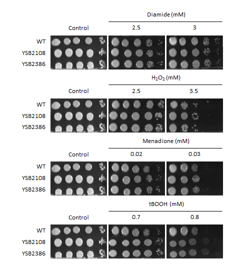 Oxidative stress phenotype for CNAG_05940T0