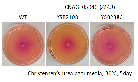 Urease phenotype for CNAG_05940T0