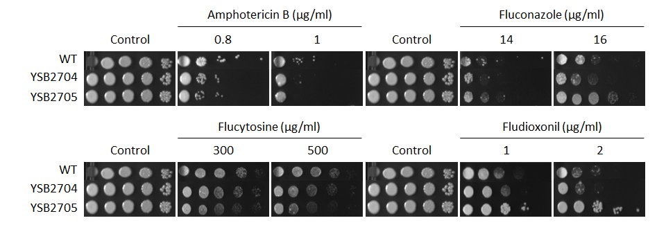 Antifungal drug susceptibility for CNAG_06156T1