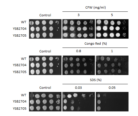 Cell wall stress phenotype for CNAG_06156T1