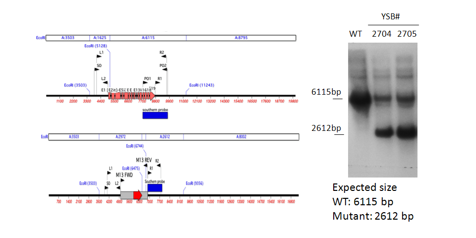 Gene disruption strategy for CNAG_06156T1