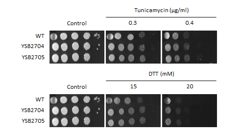 ER stress phenotype for CNAG_06156T1