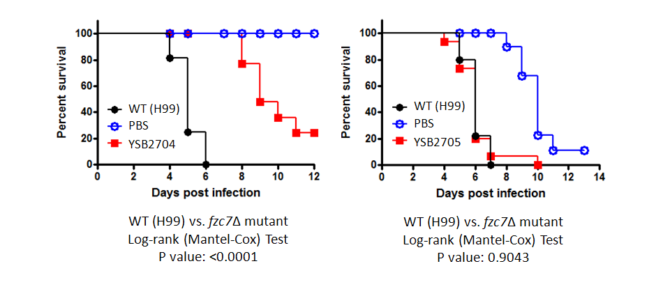 Galleria mellonella virulence data for CNAG_06156T1