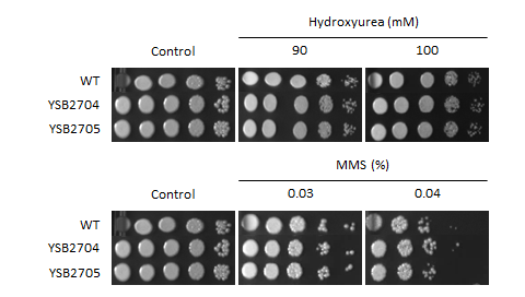Genotoxic stress phenotype for CNAG_06156T1