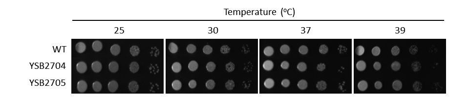 Growth phenotype for CNAG_06156T1