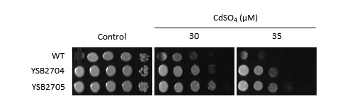 Heavy metal stress phenotype for CNAG_06156T1