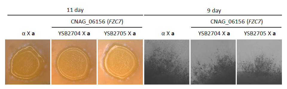 Mating phenotype for CNAG_06156T1