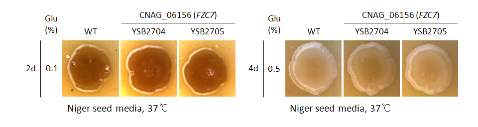 Melanin phenotype for CNAG_06156T1