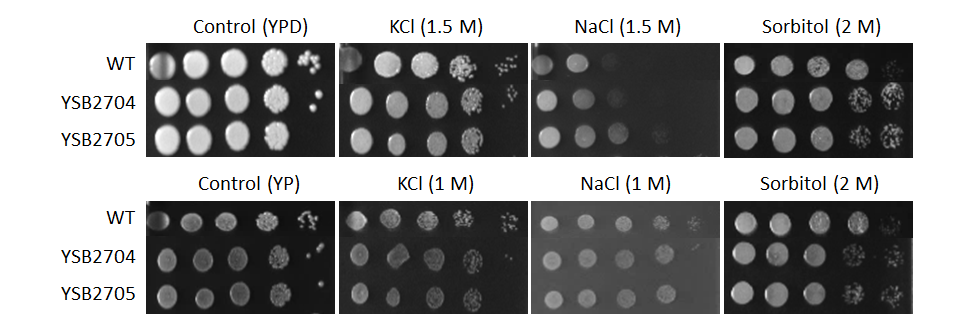 Osmotic stress phenotype for CNAG_06156T1
