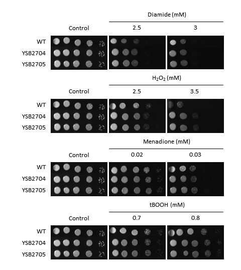 Oxidative stress phenotype for CNAG_06156T1