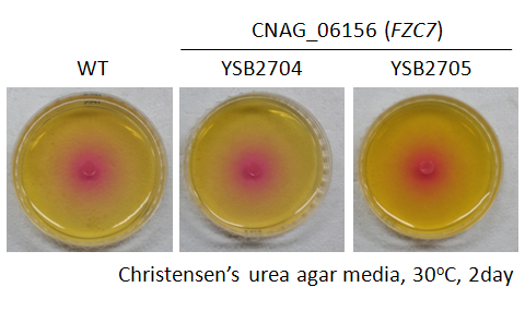 Urease phenotype for CNAG_06156T1