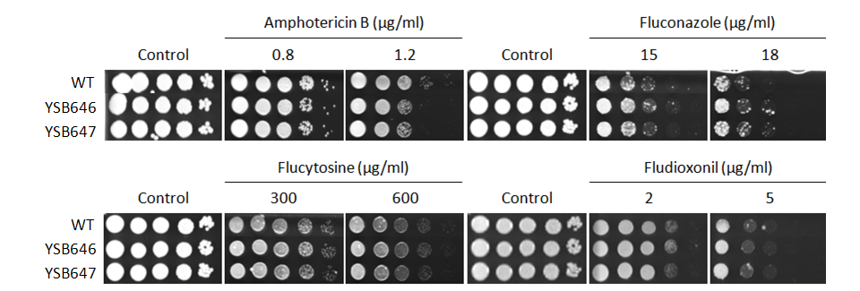 Antifungal drug susceptibility for CNAG_06188T0