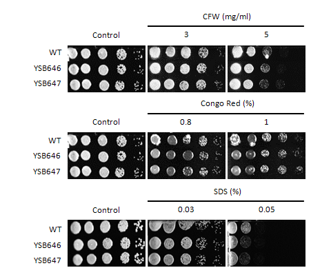 Cell wall stress phenotype for CNAG_06188T0