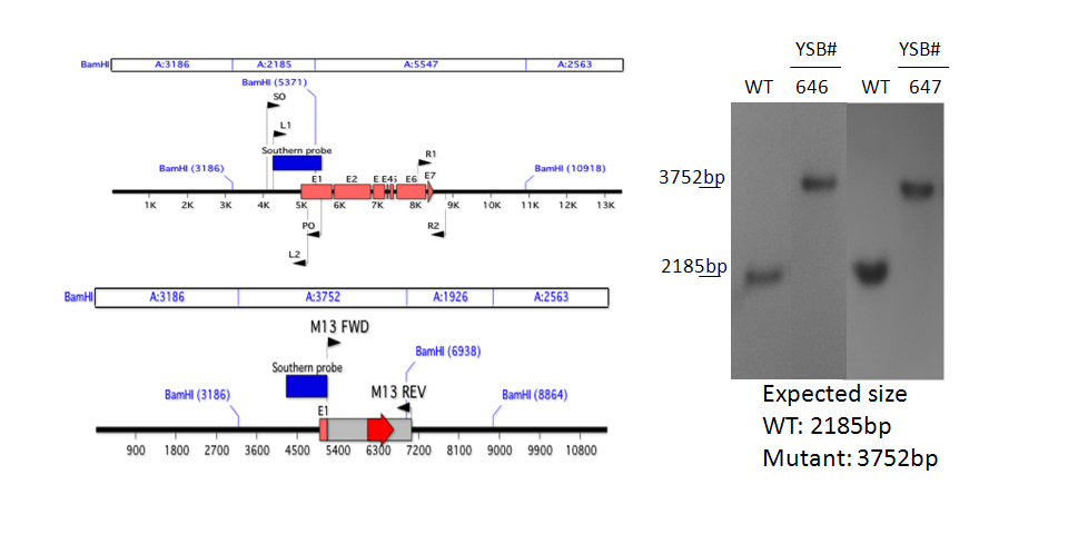 Gene disruption strategy for CNAG_06188T0