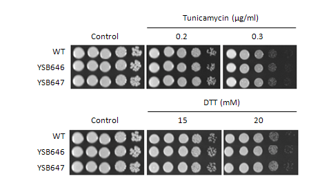 ER stress phenotype for CNAG_06188T0