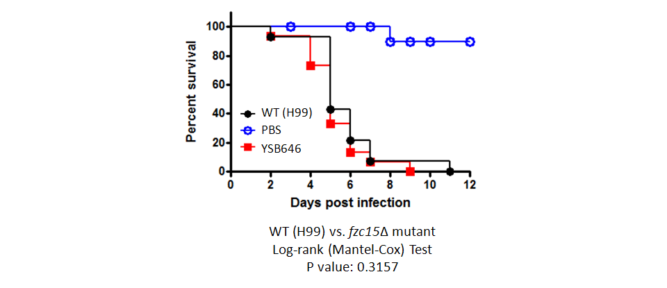 Galleria mellonella virulence data for CNAG_06188T0