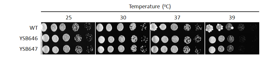 Growth phenotype for CNAG_06188T0