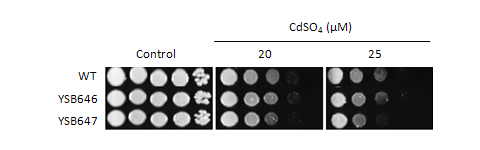 Heavy metal stress phenotype for CNAG_06188T0