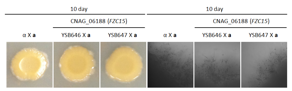 Mating phenotype for CNAG_06188T0