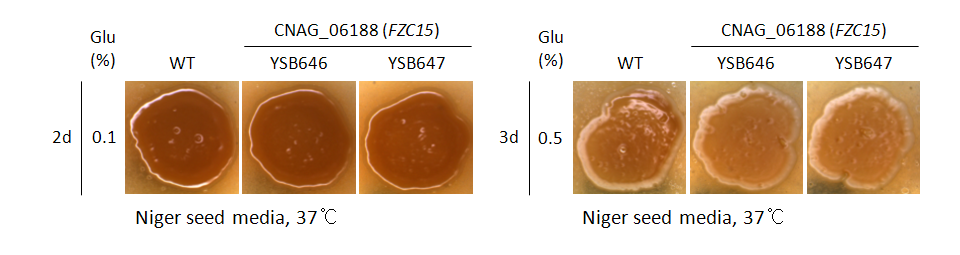 Melanin phenotype for CNAG_06188T0