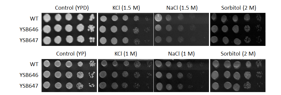 Osmotic stress phenotype for CNAG_06188T0