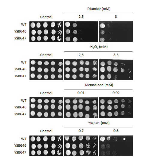 Oxidative stress phenotype for CNAG_06188T0