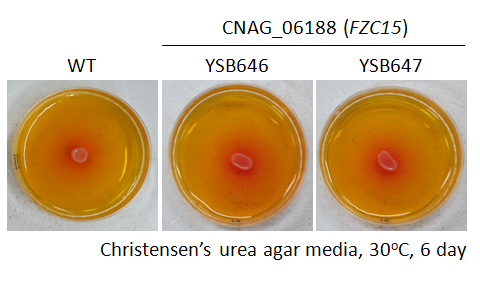 Urease phenotype for CNAG_06188T0