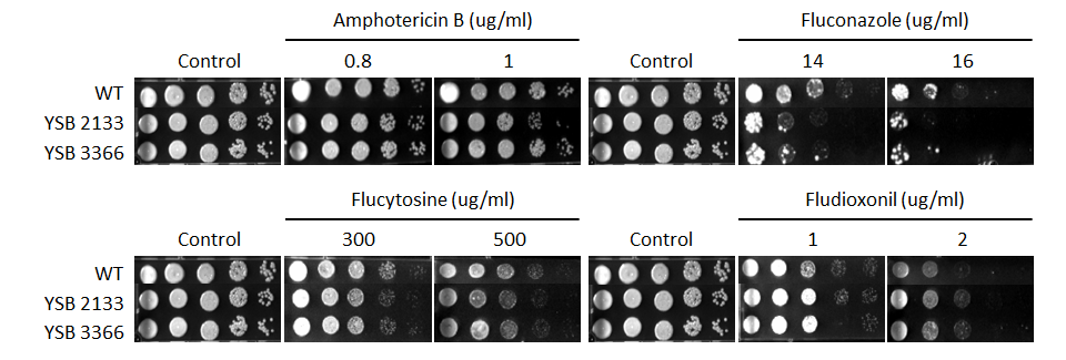 Antifungal drug susceptibility for CNAG_06223T0