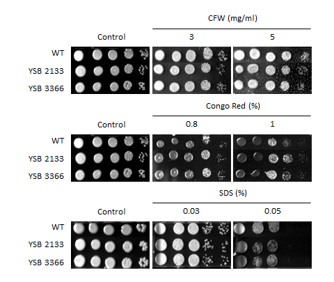 Cell wall stress phenotype for CNAG_06223T0