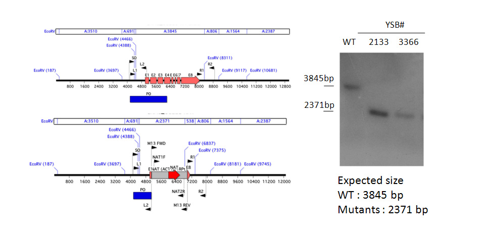 Gene disruption strategy for CNAG_06223T0