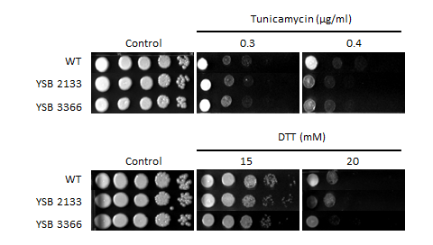 ER stress phenotype for CNAG_06223T0