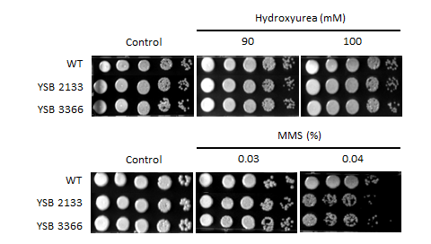 Genotoxic stress phenotype for CNAG_06223T0