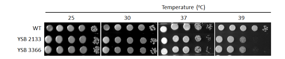 Growth phenotype for CNAG_06223T0