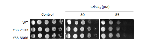 Heavy metal stress phenotype for CNAG_06223T0