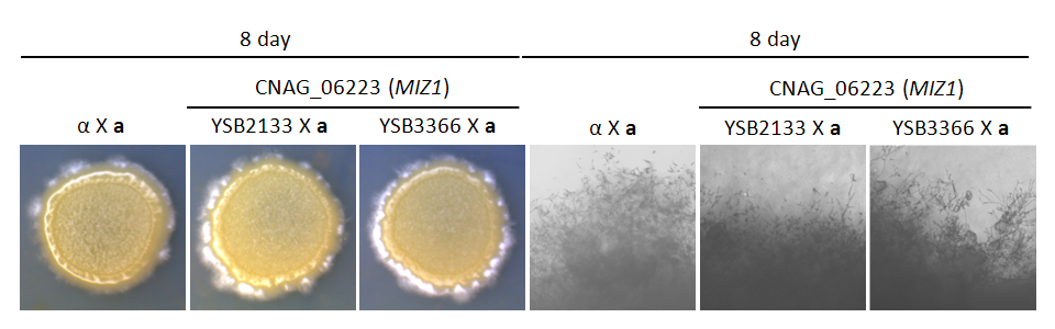 Mating phenotype for CNAG_06223T0