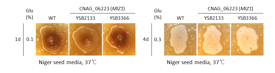 Melanin phenotype for CNAG_06223T0