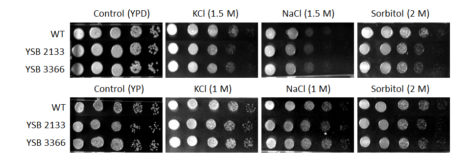 Osmotic stress phenotype for CNAG_06223T0