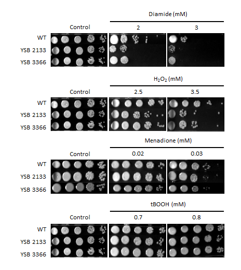 Oxidative stress phenotype for CNAG_06223T0