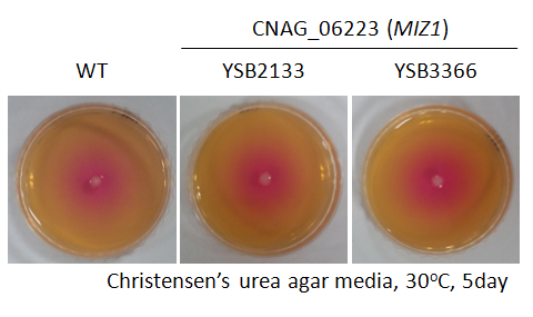 Urease phenotype for CNAG_06223T0