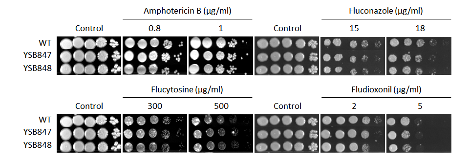 Antifungal drug susceptibility for CNAG_06276T0