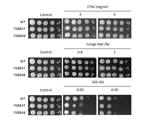 Cell wall stress phenotype for CNAG_06276T0